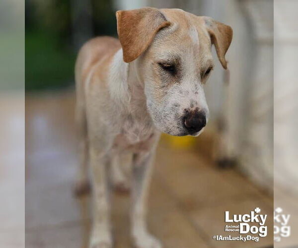 Medium Photo #3 Labrador Retriever-Unknown Mix Puppy For Sale in Washington, DC, USA