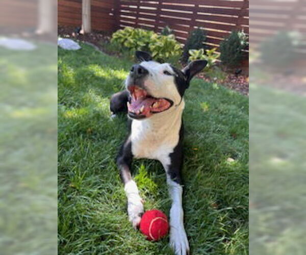 Medium Photo #6 Mutt Puppy For Sale in Fort Collins, CO, USA