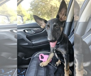 German Shepherd Dog Puppy for sale in FORT WORTH, TX, USA