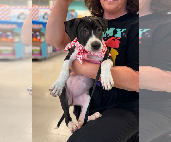 Medium Photo #5 American Staffordshire Terrier-Unknown Mix Puppy For Sale in Holly Springs, NC, USA
