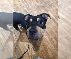 Rottweiler-Unknown Mix Dogs for adoption in Hillsboro, NH, USA