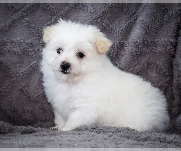 Medium Photo #23 Bichon Frise Puppy For Sale in WAKARUSA, IN, USA