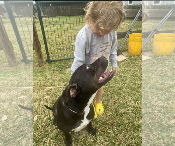 Medium Photo #32 American Staffordshire Terrier-Unknown Mix Puppy For Sale in Rosenberg, TX, USA