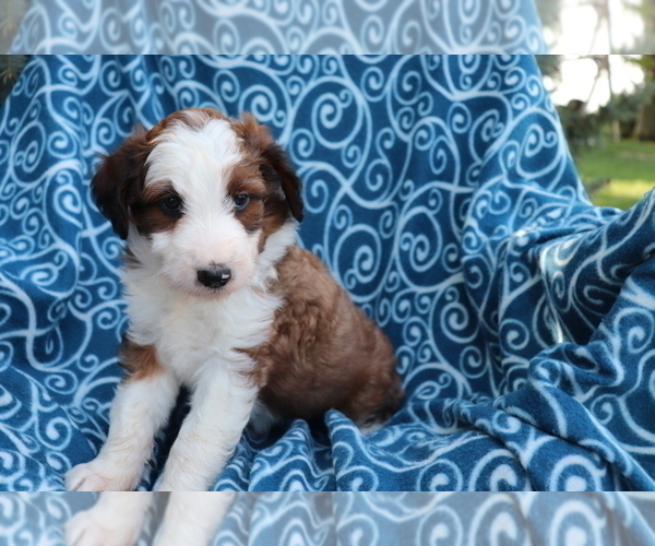 Medium Photo #4 Aussiedoodle Puppy For Sale in SHILOH, OH, USA
