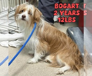 Shih Tzu-Unknown Mix Dogs for adoption in Woodbury, NY, USA