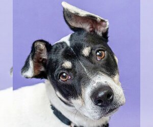 Bull Terrier-Unknown Mix Dogs for adoption in Huntley, IL, USA