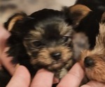 Small #6 Yorkshire Terrier