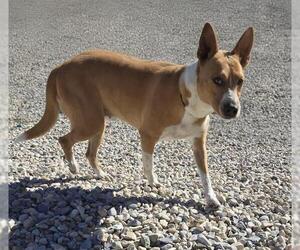 Basenji Dogs for adoption in HESPERIA, CA, USA