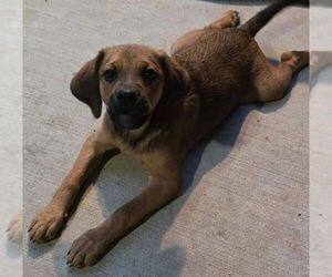 Australian Shepherd-Beagle Mix Dogs for adoption in House Springs, MO, USA