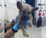 A480705 - Male Shepradors Dog for Adoption - Small photo