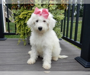 Goldendoodle (Miniature) Puppy for sale in MILLERSBURG, OH, USA