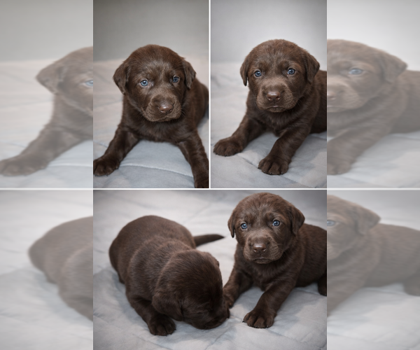 Medium Photo #2 Labrador Retriever Puppy For Sale in JOSHUA, TX, USA