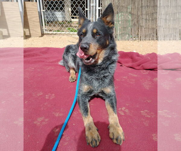 Medium Photo #6 Texas Heeler Puppy For Sale in Apple Valley, CA, USA