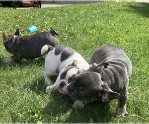 French Bulldog Litter for sale in MILWAUKEE, WI, USA