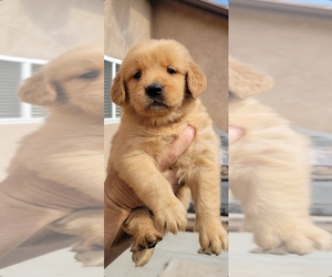 Golden Retriever Puppy for sale in SELMA, CA, USA