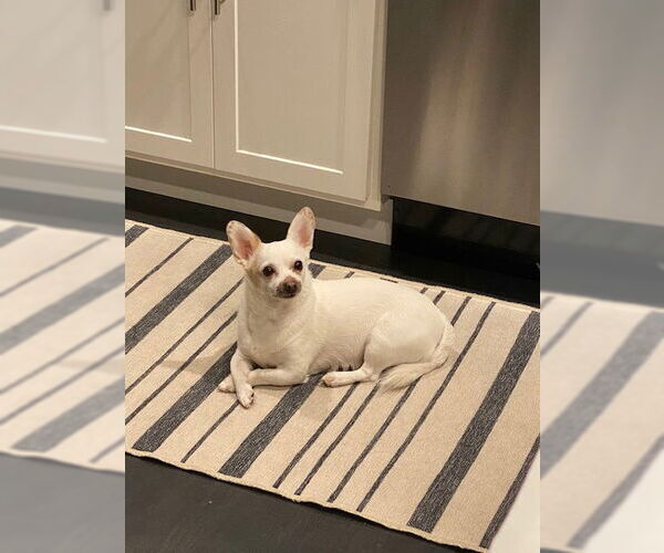 Medium Photo #4 Malchi Puppy For Sale in Plainfield, IL, USA