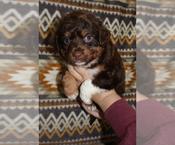 Medium Photo #15 Miniature Australian Shepherd Puppy For Sale in ADAIR VILLAGE, OR, USA