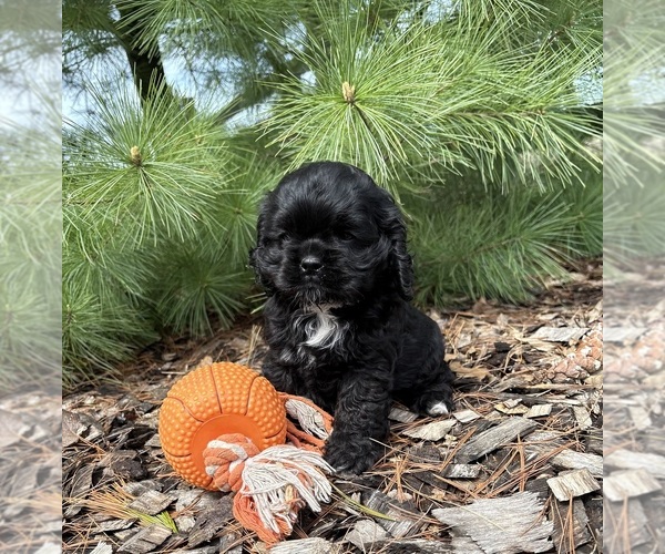 Medium Photo #4 Cocker Spaniel Puppy For Sale in MIDDLEBURY, IN, USA
