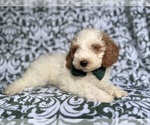 Small #3 Cockapoo (Miniature)