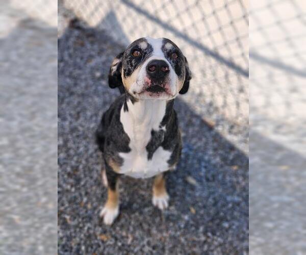 Medium Photo #1 Mutt Puppy For Sale in Newton, NC, USA
