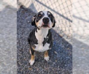 Mutt Dogs for adoption in Newton, NC, USA