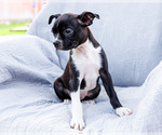 Small #12 Boston Terrier
