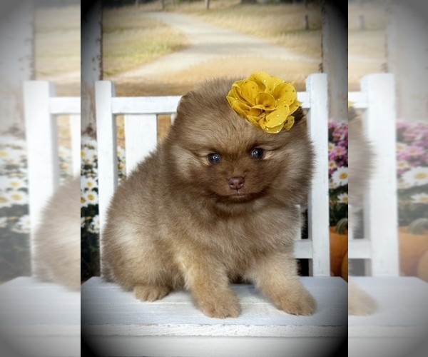 Medium Photo #4 Pomeranian Puppy For Sale in BLANCHARD, OK, USA