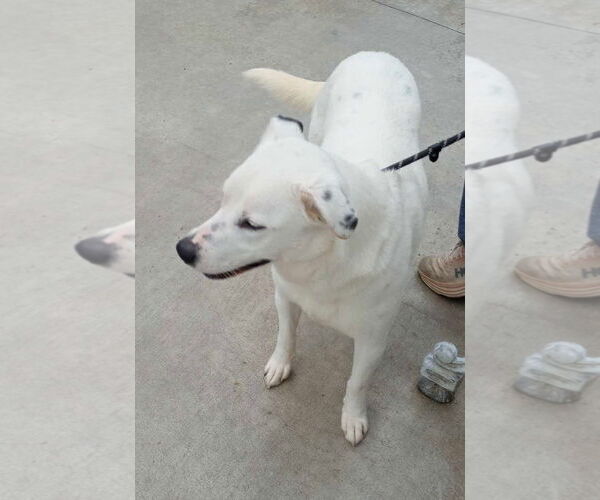 Medium Photo #4 Dalmatian-Great Pyrenees Mix Puppy For Sale in Frenchburg, KY, USA