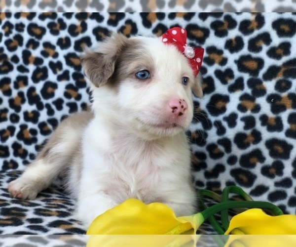 Medium Photo #16 Australian Shepherd Puppy For Sale in LAKELAND, FL, USA