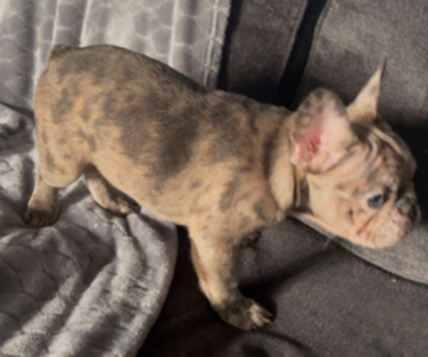 Medium Photo #16 French Bulldog Puppy For Sale in ANTIOCH, CA, USA