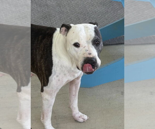 Medium Photo #1 American Pit Bull Terrier-Unknown Mix Puppy For Sale in Germantown, OH, USA