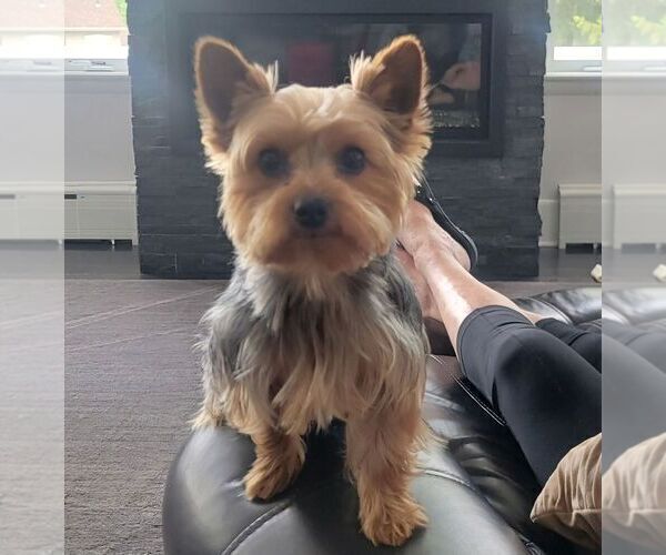 Medium Photo #1 Yorkshire Terrier Puppy For Sale in LITITZ, PA, USA