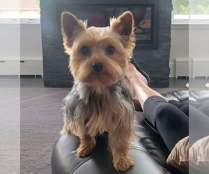 Father of the Yorkshire Terrier puppies born on 03/19/2025