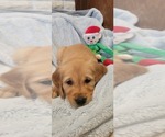 Small Photo #1 Golden Retriever Puppy For Sale in DECATUR, IL, USA