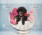 Small Photo #12 Maltipoo Puppy For Sale in SANGER, TX, USA