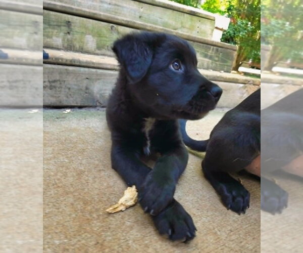 Medium Photo #12 Shepweiller Puppy For Sale in Raleigh, NC, USA