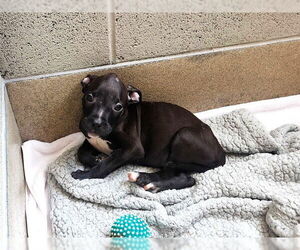 Medium American Bulldog Mix