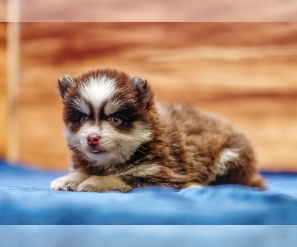 Medium Photo #7 Pomsky Puppy For Sale in DEER GROVE, IL, USA