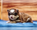Small #6 Pomsky
