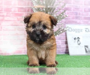 Soft Coated Wheaten Terrier Puppy for sale in BEL AIR, MD, USA