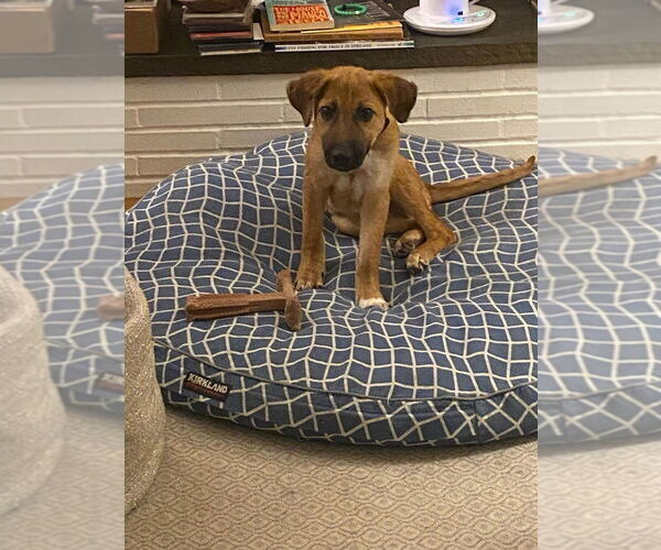 Medium Photo #3 Mutt Puppy For Sale in New York, NY, USA