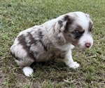 Small Photo #15 Miniature Australian Shepherd Puppy For Sale in BEEBE, AR, USA