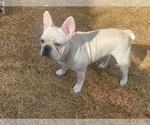 Small Photo #11 French Bulldog Puppy For Sale in BRYAN, TX, USA
