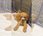 Small Photo #3 Poodle (Standard) Puppy For Sale in HOUSTON, TX, USA