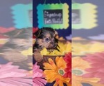 Small #16 Yorkshire Terrier