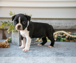 Small #2 Boston Terrier