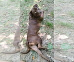 Small #2 Chocolate Labrador retriever Mix