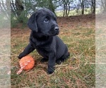 Small Photo #3 Labrador Retriever Puppy For Sale in MIDDLEBURY, IN, USA