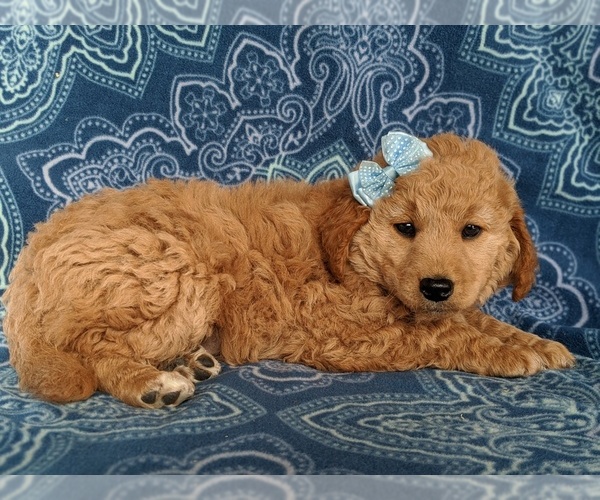 Medium Photo #5 Goldendoodle Puppy For Sale in QUARRYVILLE, PA, USA