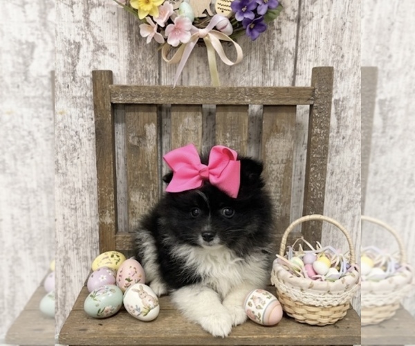 Medium Photo #1 Pomeranian Puppy For Sale in PEEBLES, OH, USA